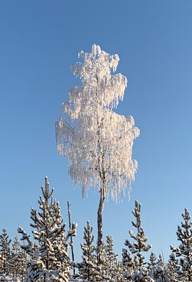 Off-Grid Cabin In Nattavaara Lapland Dış mekan fotoğraf