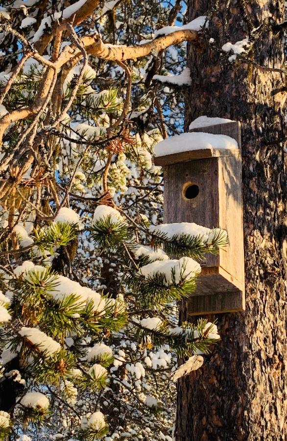 Off-Grid Cabin In Nattavaara Lapland Dış mekan fotoğraf